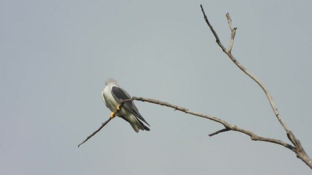 Black - winged kite  relaxing on tree - wings .