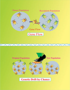 GENE FLOW AND GENTIC DRIFT BY CHANCE