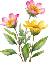 Watercolor wildflower clipart