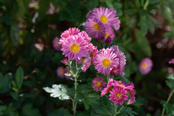 満開のピンクの小菊の花