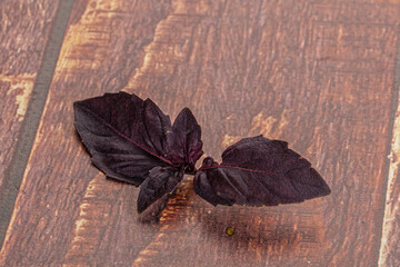 Purple raw organic basil leaves