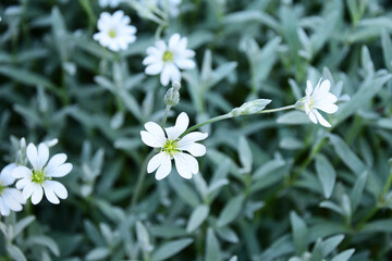白いセラスチウムの花