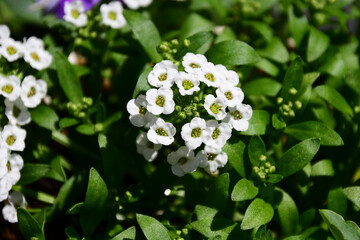 アリッサムの花のアップ