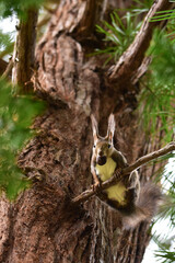 クルミをくわえてこちらを見る春のエゾリス