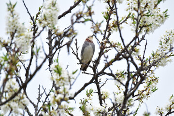 白い桜に止まるオスのコムクドリ
