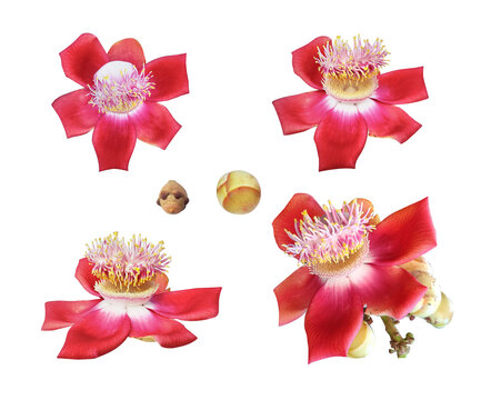 Nagalinga Pushpa, Couroupita guianensis, cannonball tree, Colorful Cannon Ball Tree flower, shiva lingam, god shiva, Sala flora or Shorea robusta flower, isolated on white background
