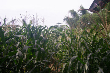 view of corn plants in the garden