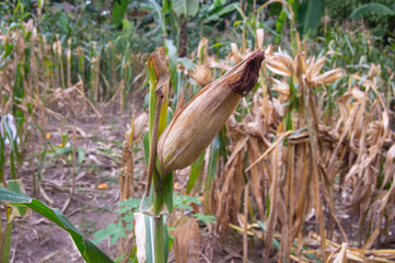 view of old corn plants ready to harvest