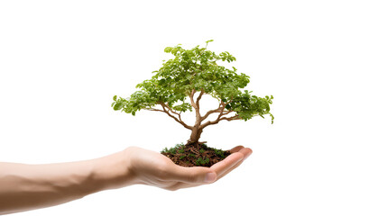 Tree in hand on transparent background PNG for environmental conservation workpiece assembly.