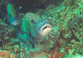 Two Harlequin sweetlips (Plectorhinchus chaetodonoide ) swim over corals of Bali