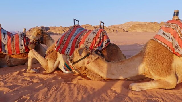 Close up of camels lying on sand of Wadi Rum, Jordan. Handheld