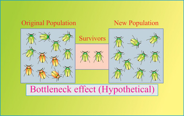 Bottleneck effect (Hypothetical)