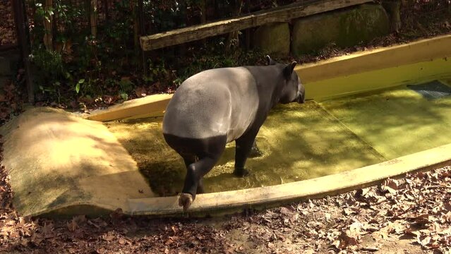 Malayan tapir, Tapirus indicus, Asian tapir, walking into water. 4K  Shot at Asa Zoo in Hiroshima, Japan. Nov. 15, 2023