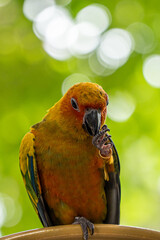 Beautiful colorful sun conure parrot birds. Aratinga solstitialis - exotic pet adorable.