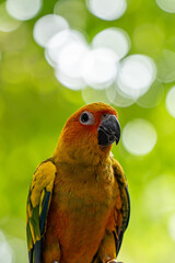 Beautiful colorful sun conure parrot birds. Aratinga solstitialis - exotic pet adorable.