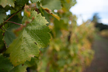 At a vineyard in northern California's wine-producing region, the remaining leaves on a grapevine are beginning to turn yellow as autumn begins.