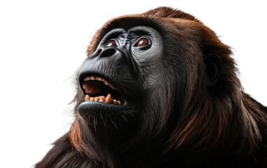 Good Looking Black Color Howler Monkey Isolated on Transparent Background PNG.
