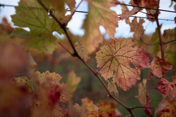 Autumn leaves changing color to a deep reddish orange on a grapevine, at a vineyard in the Napa wine growing region of Northern California.