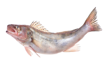 Fish perch isolated on white