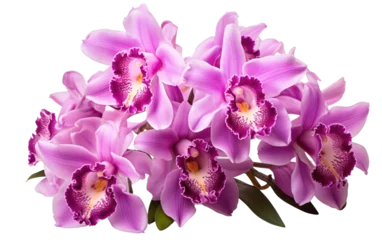 Gordijnen Marvelous Colorful Pretty Cattleya Orchid Isolated on Transparent Background PNG. © Haider