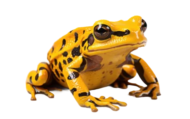  Yellow Color Dangerous Devil Eyed Frog Isolated on Transparent Background PNG. © Haider