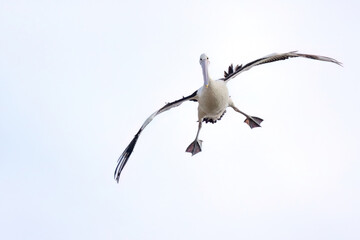 An Australian Pelican looking clumsy as it comes in for a landing - obrazy, fototapety, plakaty
