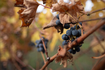 After the grape harvest, a few ripe clusters remain on the vine long after the leaves have turned...