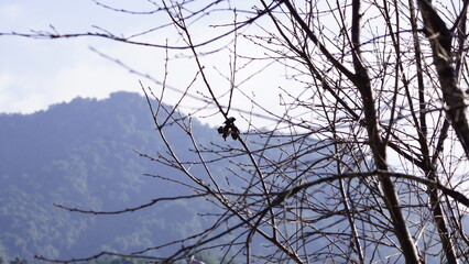 plant of autumn
