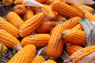 close up of corn that has been harvested in the garden