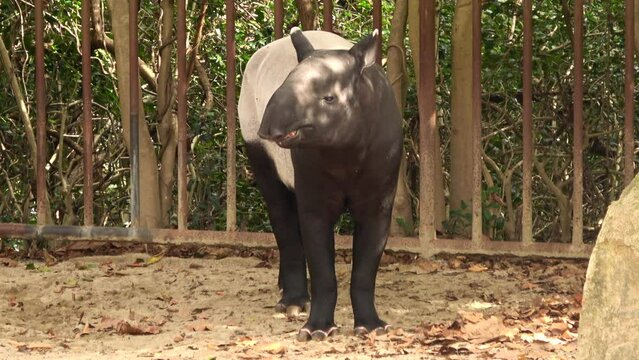 Malayan tapir, Tapirus indicus, Asian tapir, pauses to sniff. 4K  Shot at Asa Zoo in Hiroshima, Japan. Nov. 15, 2023
