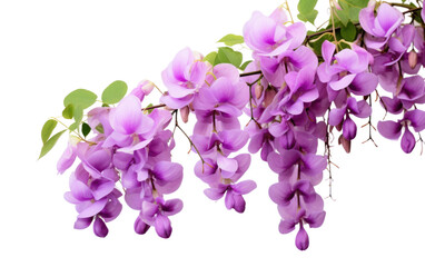 Fototapeta na wymiar Colorful Wisteria Isolated On Transparent Background PNG.