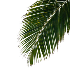 coconut palm leaf isolated for object and retouch design.	