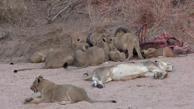 Lions feeding on a dead carcass