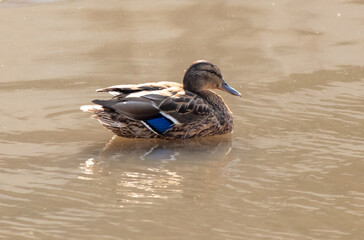 Obraz premium A duck swims in the cold water of a river in winter