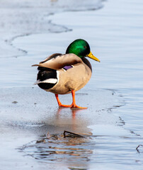 Duck on the ice of a lake in winter