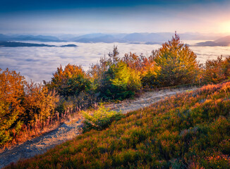 Sunny autumn view of Borzhava mountain range with stone country road and the sea of fog. Colorful...