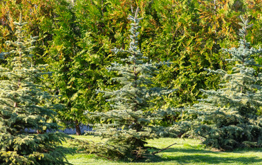 Small green Christmas tree in nature in summer