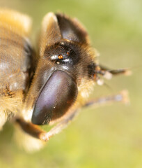 Eyes on a bee's head. Macro