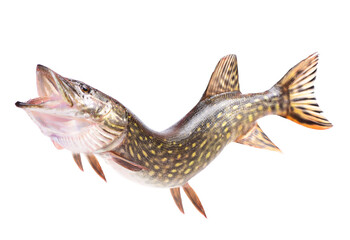 Fish pike isolated on white background