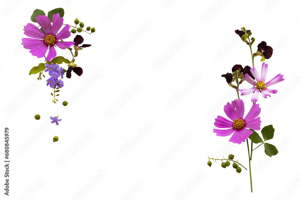 Wall mural pink, purple flowers cosmos local flora arrangement flat lay postcard style