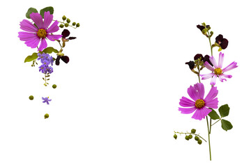 pink, purple flowers cosmos local flora arrangement flat lay postcard style 
