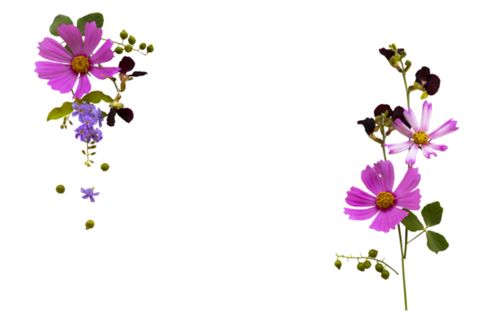 pink, purple flowers cosmos local flora arrangement flat lay postcard style 