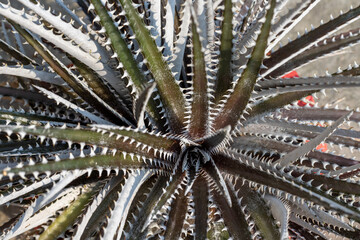 Black dyckia plant closeup view