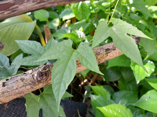 various forms of ivy in nature