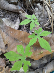 various forms of ivy in nature
