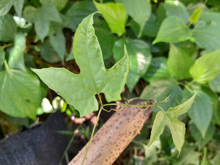 various forms of ivy in nature