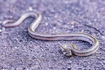 A small snake photographed at close range It is a place that comes out to find food during the daytime. who are at risk of becoming victims of small snake hunters.