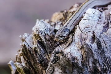 A small snake photographed at close range It is a place that comes out to find food during the daytime. who are at risk of becoming victims of small snake hunters.