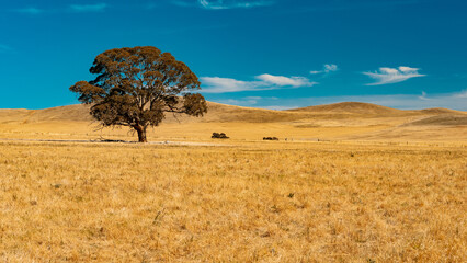 Lonely tree in the middle of the field in South Australia