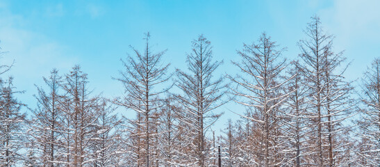 Fototapeta premium tree branches with snow against blue sky in winter season